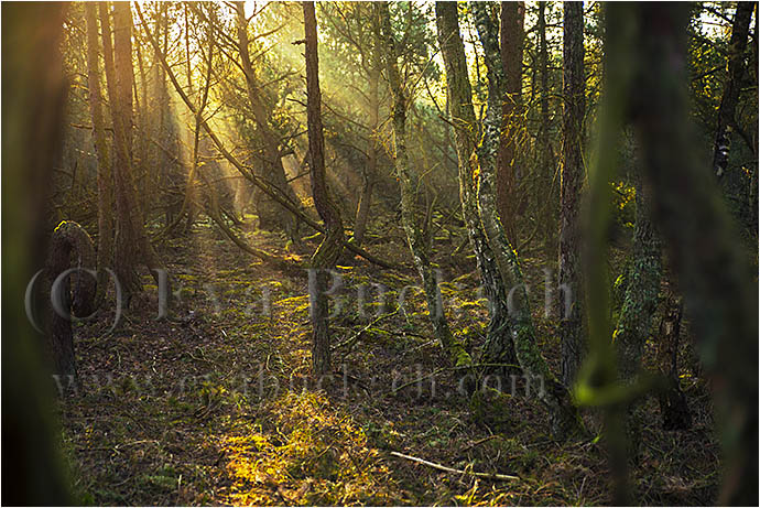Gryningsväsenas skog - foto av Eva Bucksch